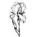 Image result for Lilac Flower Coloring Pages