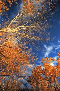 Image result for Pretty Autumn Leaves