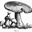 Image result for Red and White Mushroom Clip Art