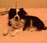 Image result for Mini Aussie Cocker Spaniel Mix