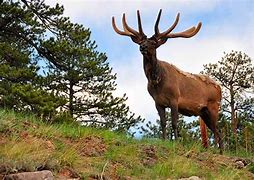 Image result for Irish Elk