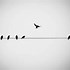 Image result for Black Outline of a Bird On a Branch