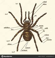 Image result for Redback Spider Anatomy