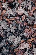 Image result for Allegheny Oak Leaf Fall Colors