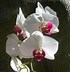 Image result for Orchid Flower Painting