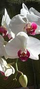 Image result for Orchid Paintings Famous