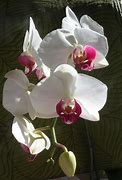 Image result for The White Orchid Painting