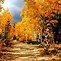 Image result for Free Desktop Wallpaper Fall Tree