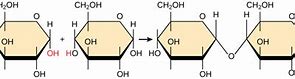 Image result for Dehydration Synthesis with Lipids