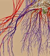 Image result for Autonomic Nervous System Pharmacology Mind Map