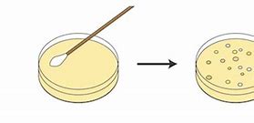 Image result for Petri Dish Bacteria Cartoon