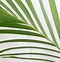 Image result for Areca Bamboo Palm