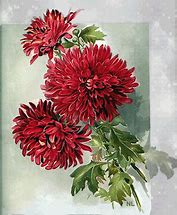 Image result for Flower Drawing Books