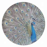 Image result for Peacock Design Name Plate