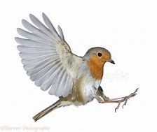 Image result for White Bird In-Flight