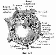 Image result for Red Algae Labelled Diagram