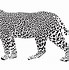 Image result for Black and White Cheetah Clip Art