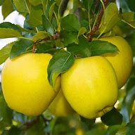 Image result for Hera's Golden Apple Tree