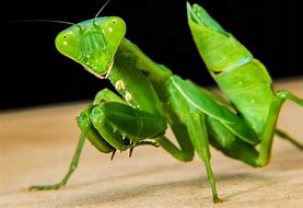 Image result for Praying Mantis