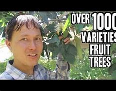 Image result for Tropical Fruit Pattern