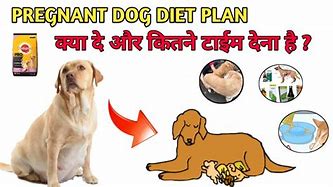 Image result for Pregnant Dog Food Chart