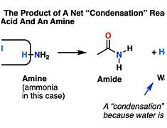 Image result for Product of Amide Hydrolysis