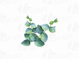 Image result for Eucalyptus Flower Clip Art