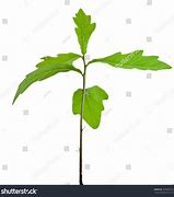 Image result for Oak Tree Sprout