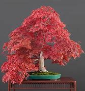 Image result for Full-Grown Bonsai Tree