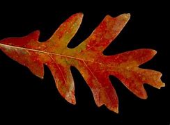 Image result for White Oak Tree Leaf