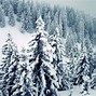 Image result for Winter Trees Wallpaper Green Snowy