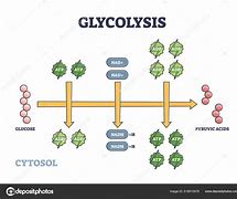 Image result for Labeled Diagram of Glycolysis