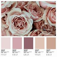 Image result for Dusty Rose Pantone