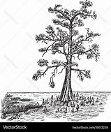 Image result for Bald Cypress Clip Art