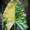 Image result for Small Alocasia Plant