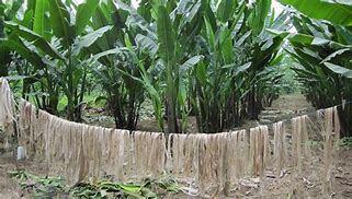 Image result for Abaca Crop Drawing