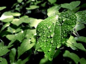 Image result for Dew Drops On Leaves