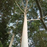 Image result for Eucalyptus Saligna