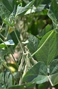 Image result for Soybean Aphid