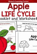 Image result for Apple Tree Life Cycle Worksheet for Kids