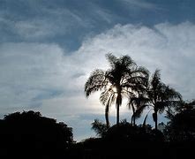 Image result for Dogwood Tree Silhouette