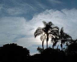 Image result for Moon and Tree Silhouette