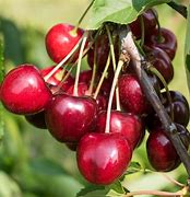 Image result for Black Cherry Tree Care