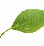 Image result for Cool Leaf Transparent Background