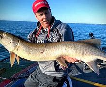 Image result for Great Lakes Musky