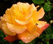 Image result for Wet Single Stem Red Rose