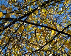 Image result for Branches of Philosophy Axiology