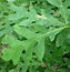 Image result for white oak tree planting