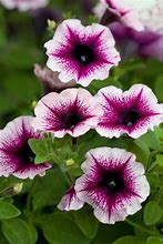 Image result for Cascadias Purple Gem