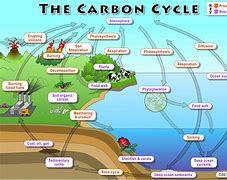 Image result for Carbon Cycle Diagram Biology